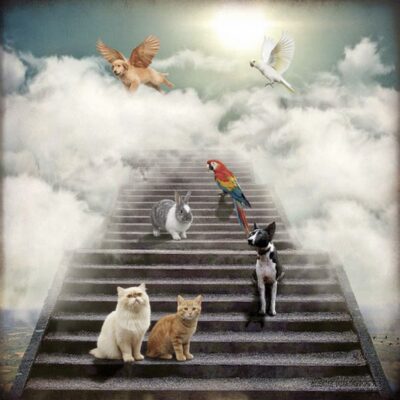 Can Mediums connect with animals in spirit? A Psychic Medium’s hypothetical perspective | Beyond Mediumship